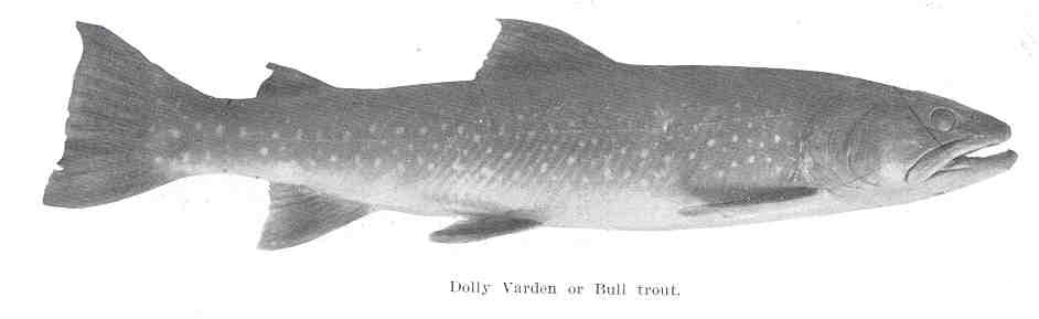 Bull Trout fly fishing