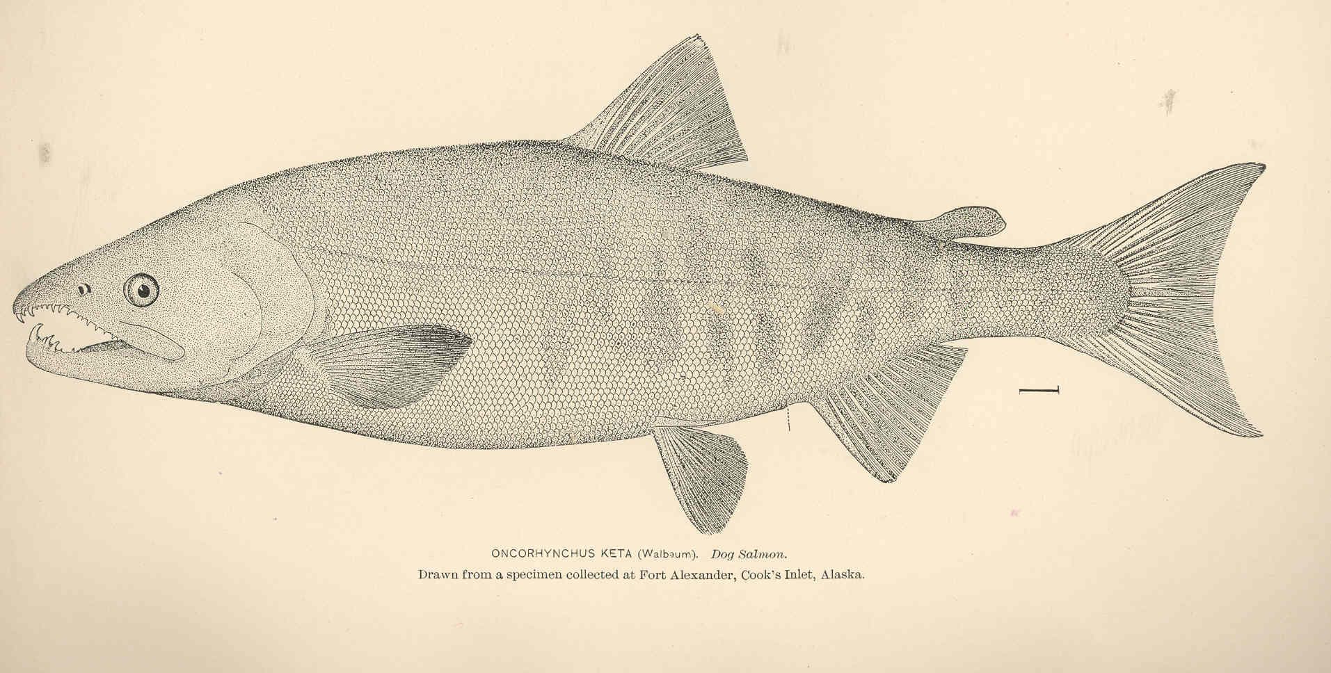 Chum Salmon fly fishing