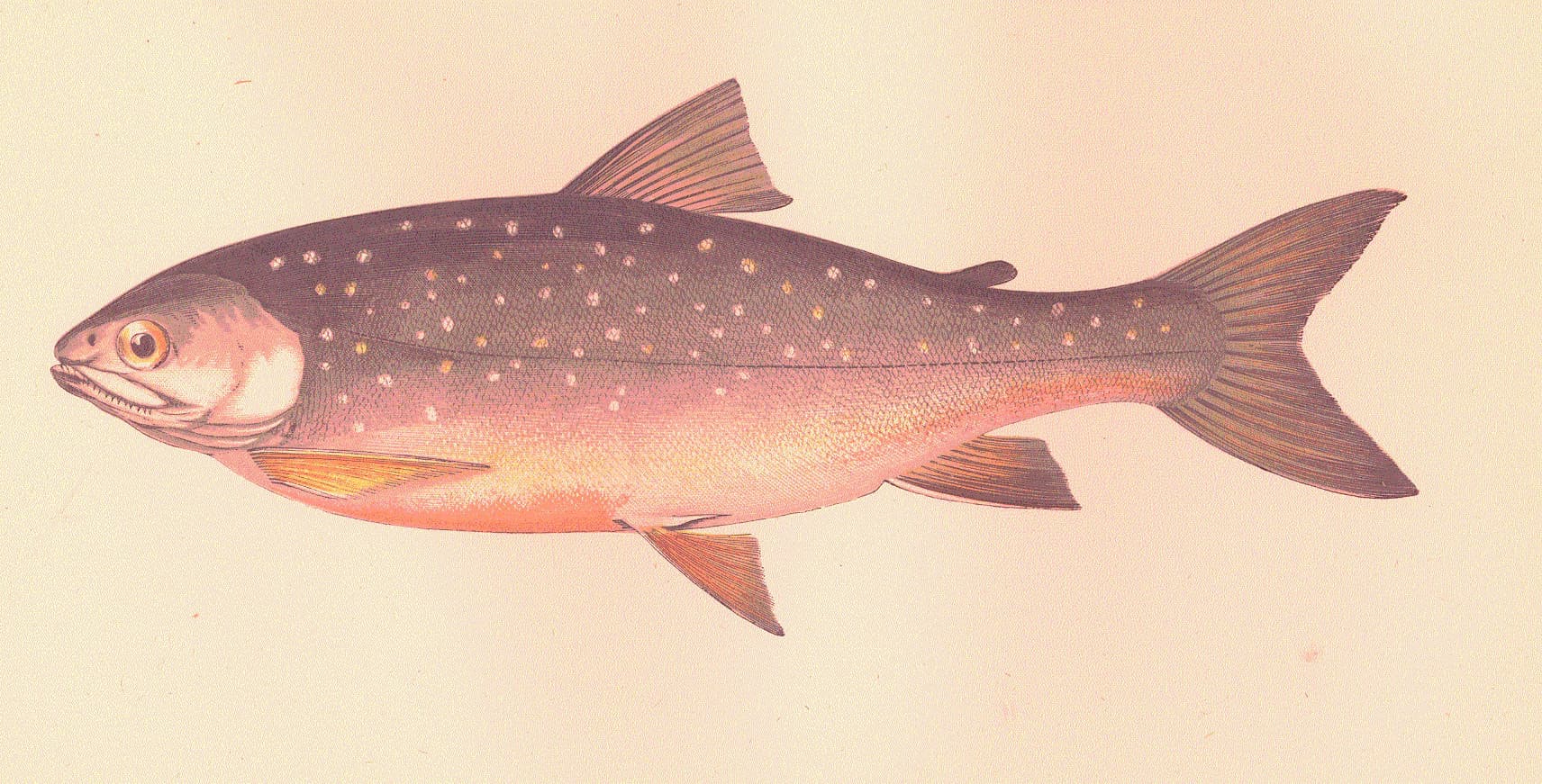 Arctic Char fly fishing