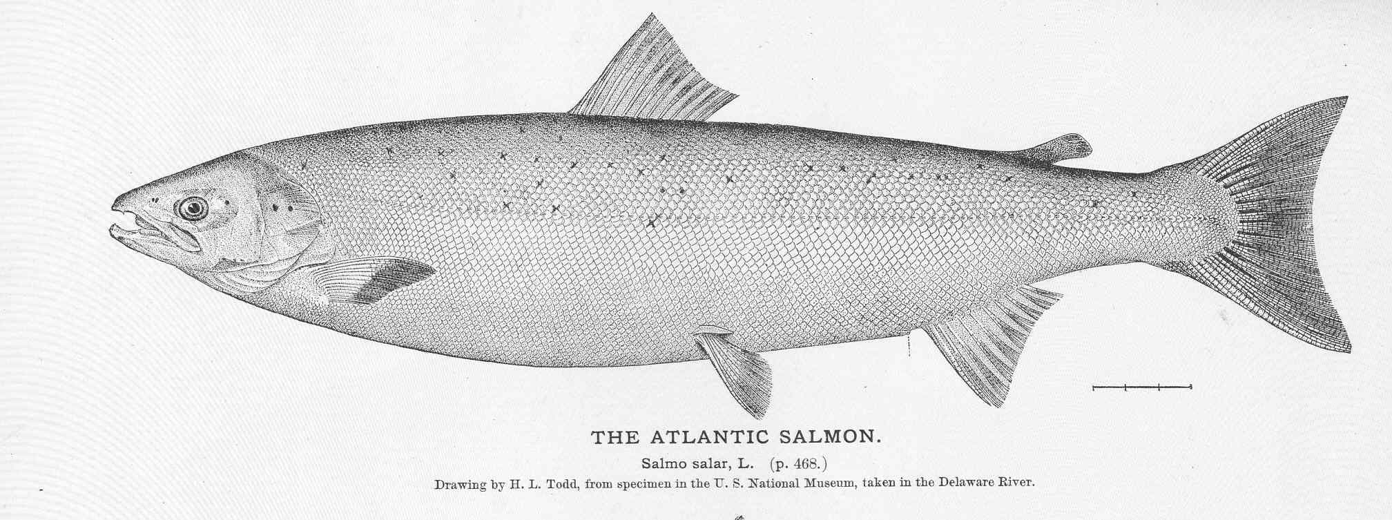 Atlantic Salmon fly fishing