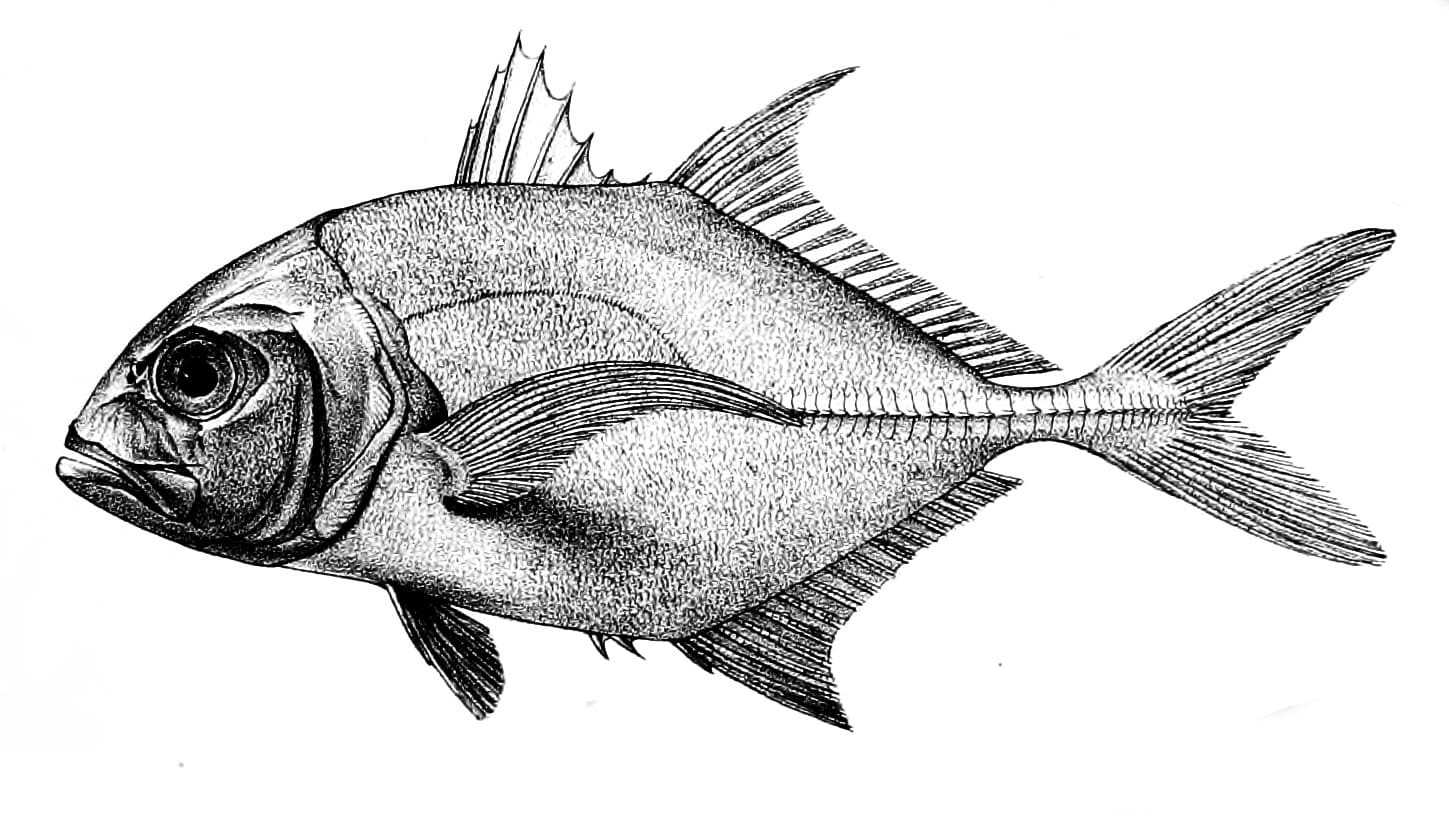 Giant Trevally (GT) fly fishing