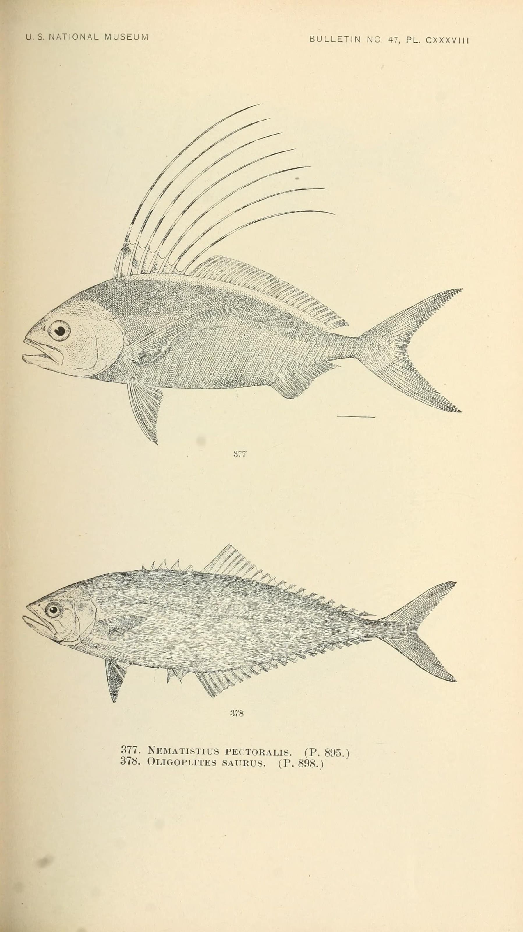 Roosterfish fly fishing