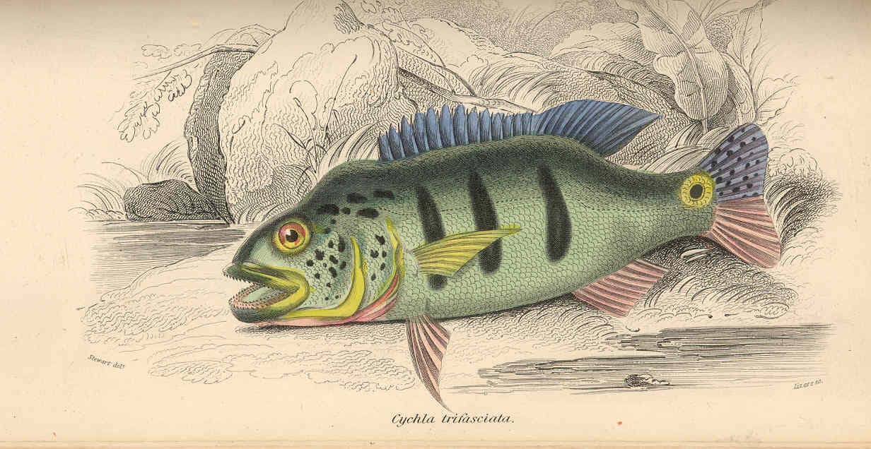 Peacock Bass fly fishing