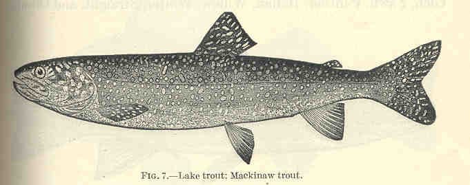 Lake Trout fly fishing