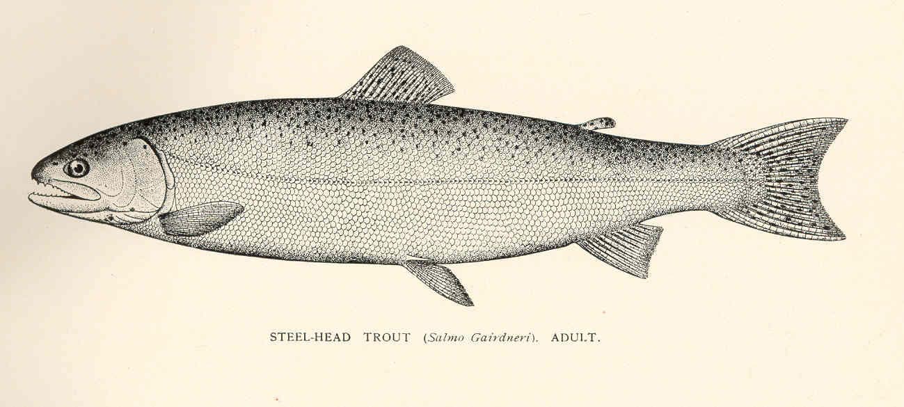 Steelhead fly fishing