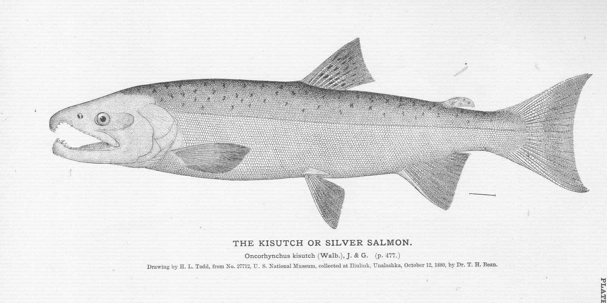 Coho Salmon fly fishing