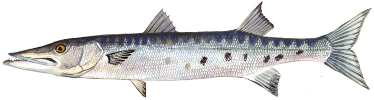 Barracuda fly fishing