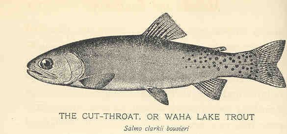 Cutthroat Trout