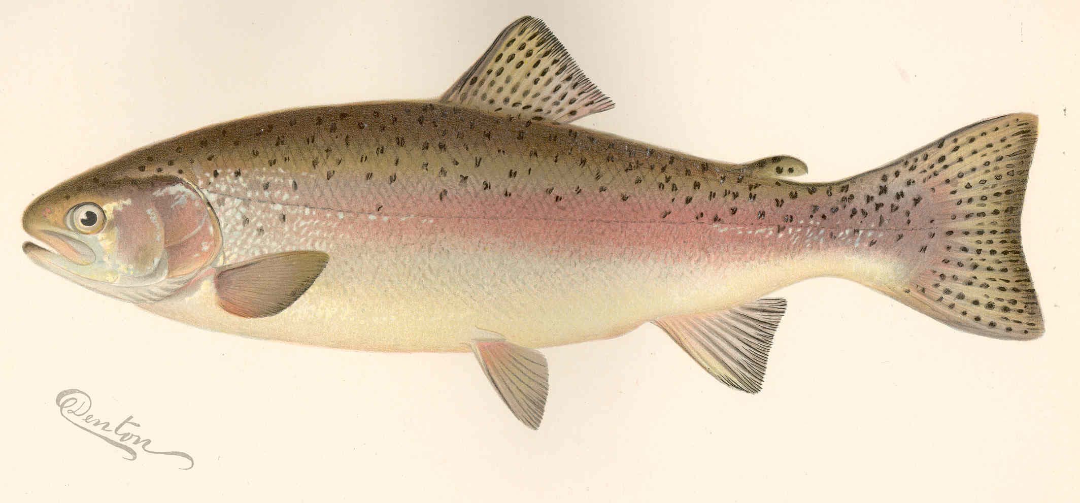 Rainbow Trout